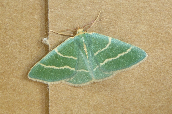 Microloxia herbaria, Geometridae